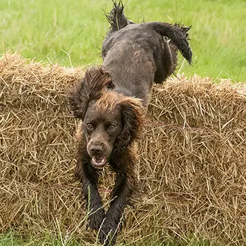 Dog show photography